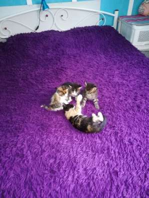 Котятки в добрые руки в Севастополе