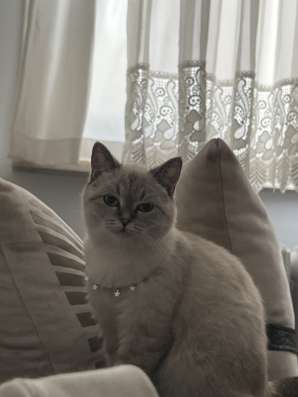 Британская кошка britiş kedi