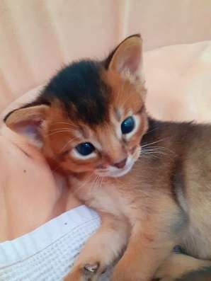 Абиссинские котята в Калининграде
