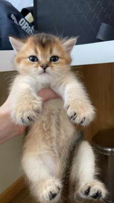 Bkh kitten (Британский короткошёрстный котята) фото 4