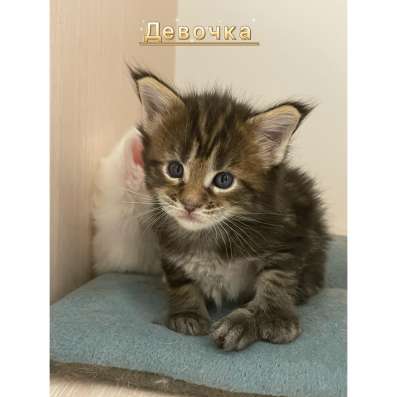 Котята мейн кун в Красногорске фото 14