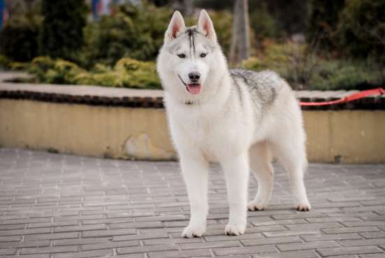 PUPPIES SIBERIAN HUSKY