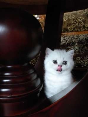 Продам пушистую кошечку