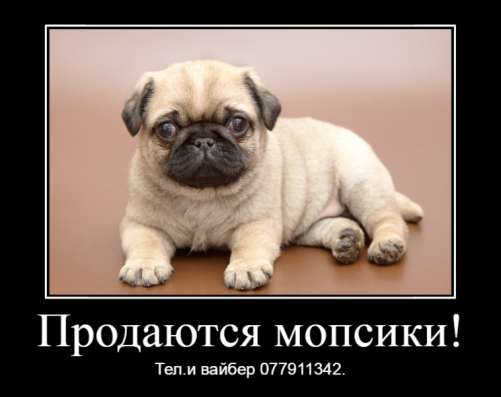 Продаются щенки королевского мопса! фото 9