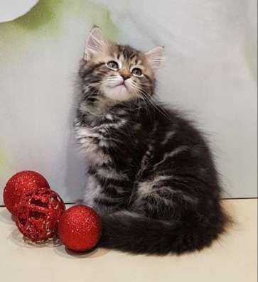 СИБИРСКИЕ КОТЯТА ИЗ ПИТОМНИКА в Москве фото 12