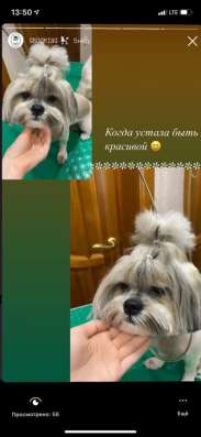 Стрижка собак и кошек в Мичуринске
