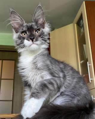 Kitten MaineCoon в Москве фото 9