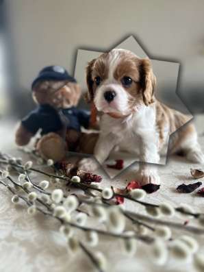 Cavalier king девочка и мальчики фото 3