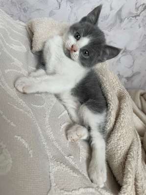 Котят (мальчиков) в добрые руки