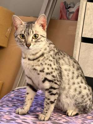 Египетская Мау котята в Уссурийске фото 44