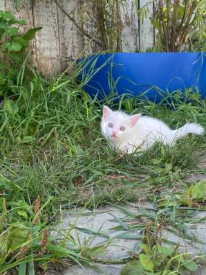 котята в Нижневартовске