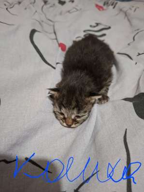 Котята , ищут дом в Костроме фото 8