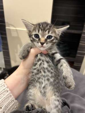 котята в добрые руки в Казани фото 3