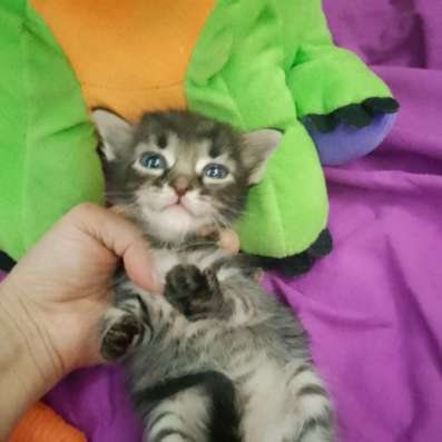 Котенок Мейкун