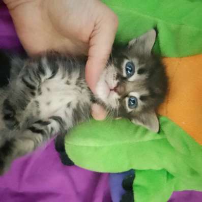 Котенок Мейкун в Волгодонске фото 3