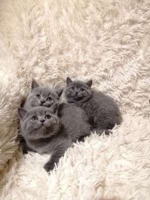 Британские котята в Подольске фото 4