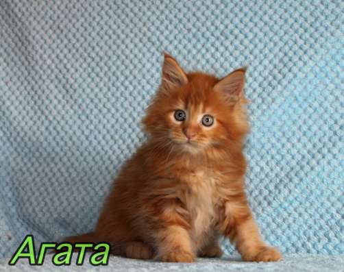 Maine Coon female рыжая девочка Мейн-Кун фото 3