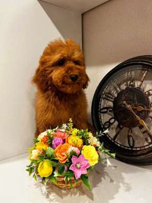 Toy POODLE/miniature фото 5