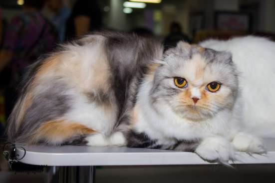 Лиза от питомника кошек