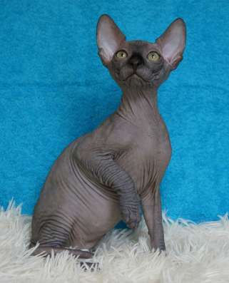 Сanadian Sphynx