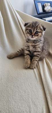 Шотландские котята фото 14