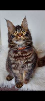 Maine Coon kittens