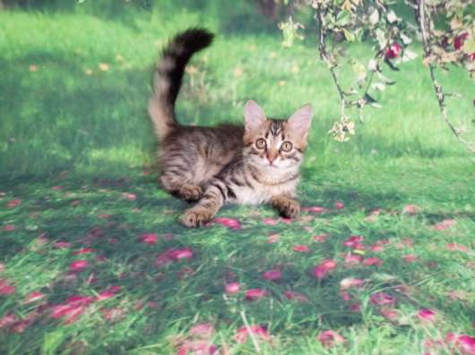 Сибирские котята в Апрелевке фото 4
