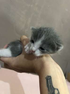 Продам троих пушистых котят! фото 5