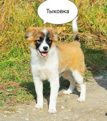 Мелкие собачки бесплатно в Воскресенске