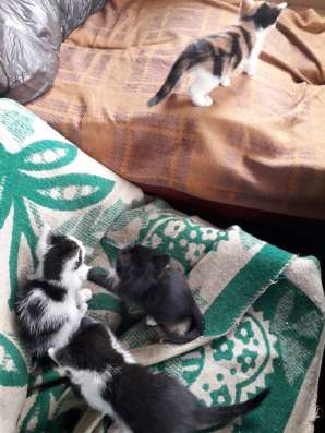 Отдам Котят в добрые руки