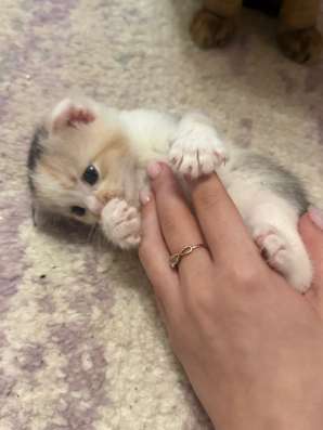 шотландские котята в Липецке фото 5