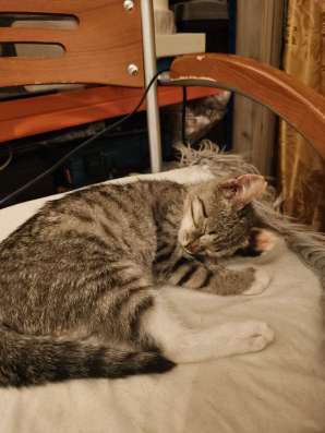 Котенок мальчик 4 месяца в Егорьевске фото 4