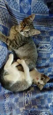 Котята в добрые руки в Рязани фото 4
