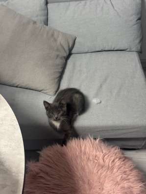 Отдам котенка