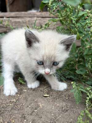 Отдам котят в Котовске фото 4