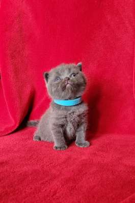 Британские коротаошерстные котята фото 9