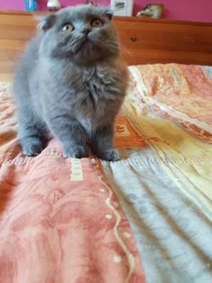 Шотландские элитные котята фото 6