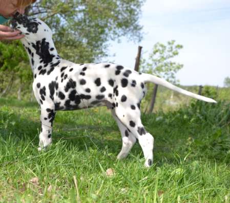 Dalmatian Puppies from White Gures фото 3