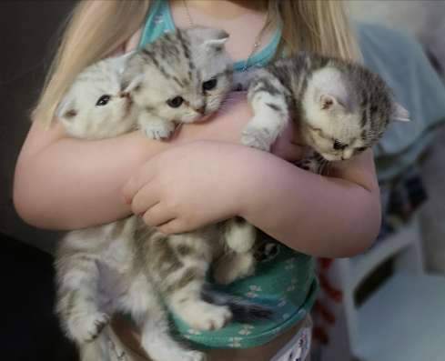 Шотландские котята