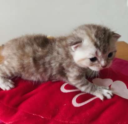 Scottish fold. male, Scottish strait female. Document фото 7