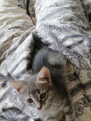 Котенок в добрые руки в Оренбурге