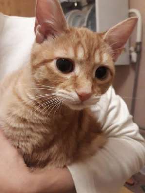 Отдадим котёнка в добрые руки г. Электросталь