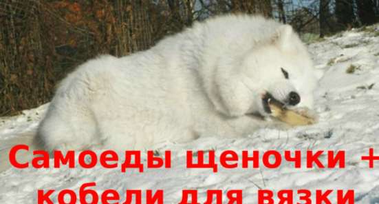 Самоеды щеночки и кобели для вязки