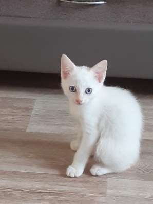 Отдать котёнка в хорошие руки