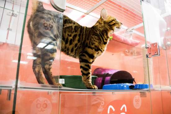 Зоогостиница BookingCat Люберцы/Жулебино в Люберцы фото 4