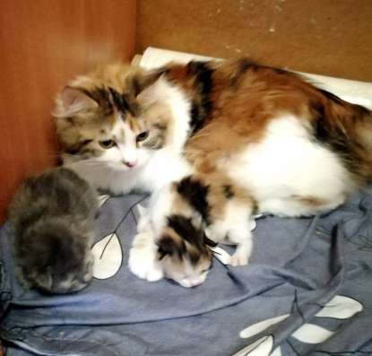 Котята Курильский бобтейл в Краснодаре фото 9