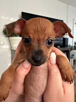 Zwergpinscher мини (до 2.5 кг) фото 20