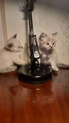 Котята Колор-Пойнт