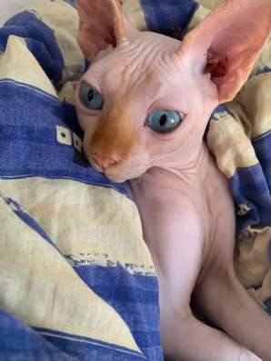 Котята Канадского сфинкса фото 3