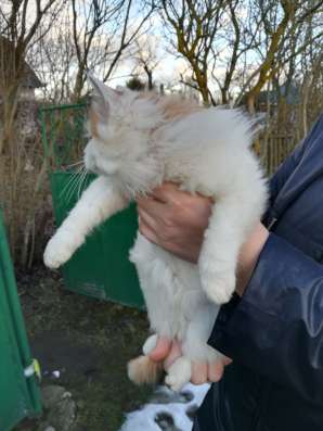 В добрые руки